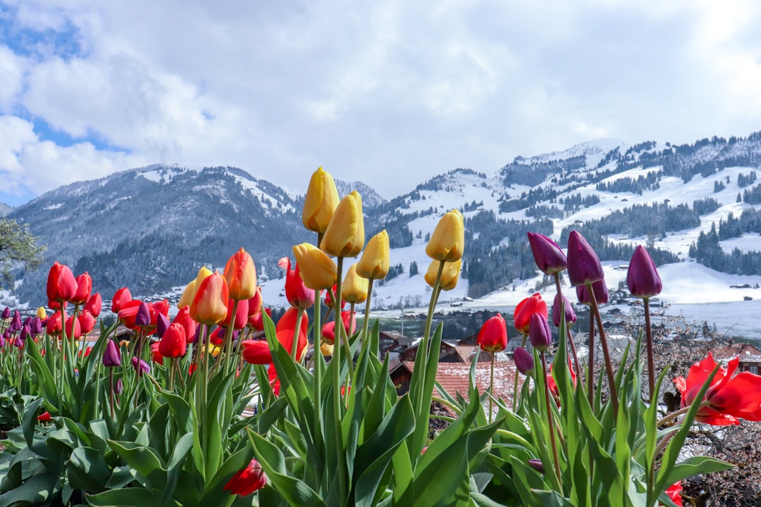 Swiss Garden Design Trends