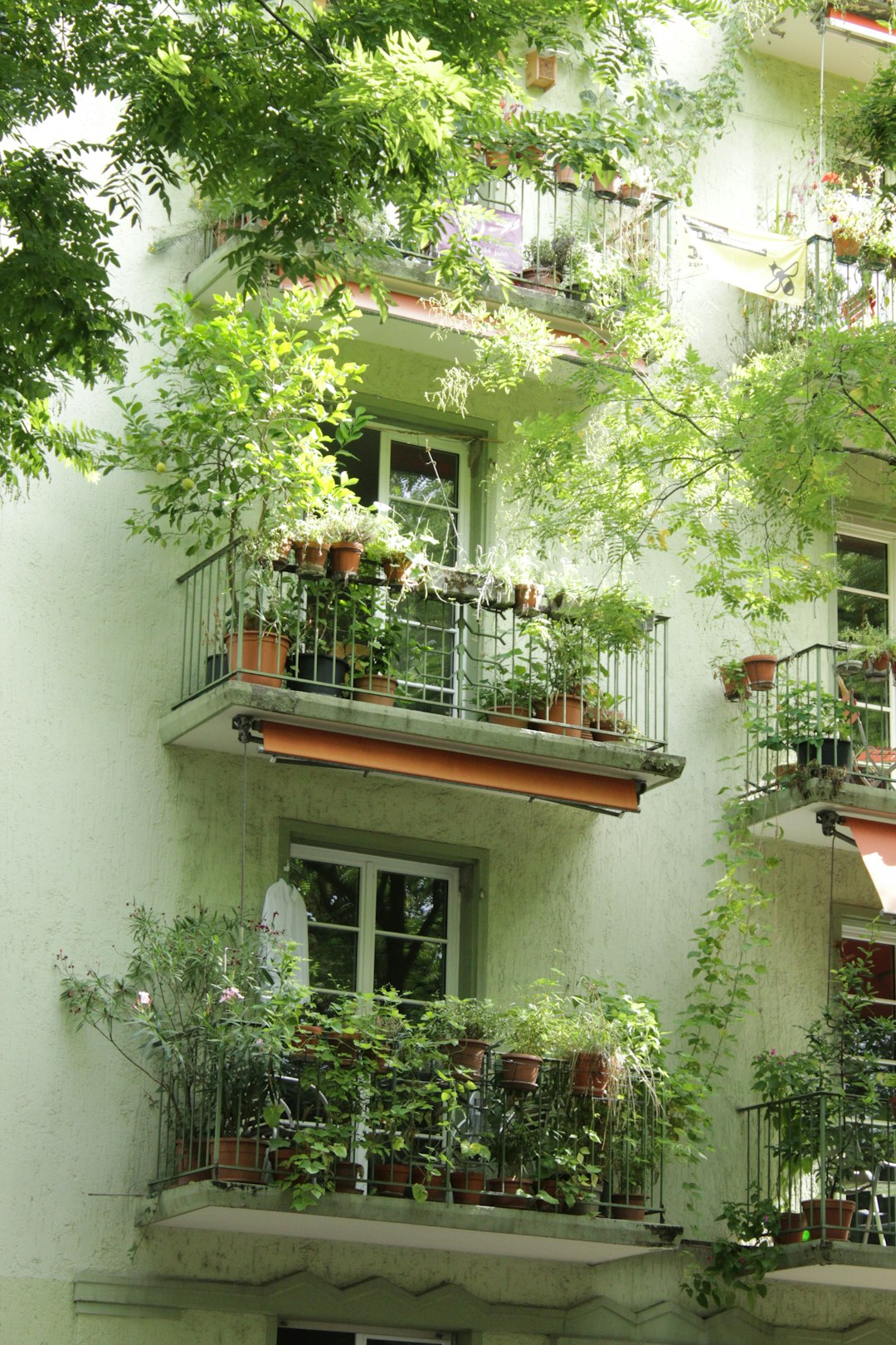 Alpine Plants