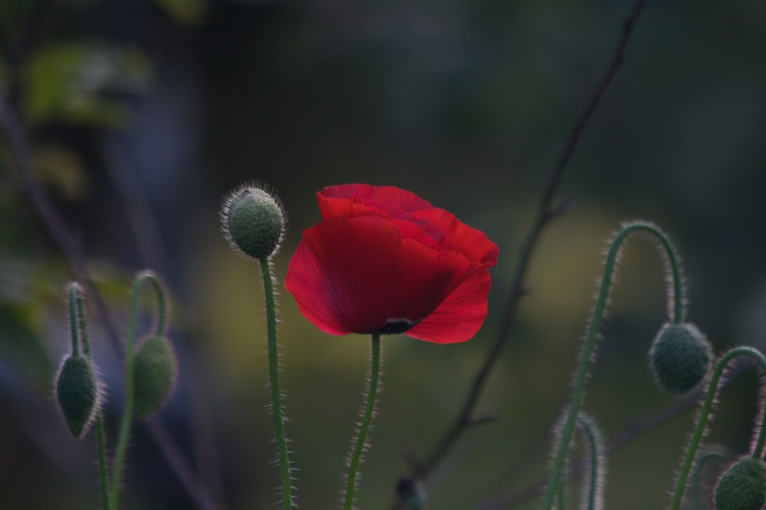 Sustainable Garden
