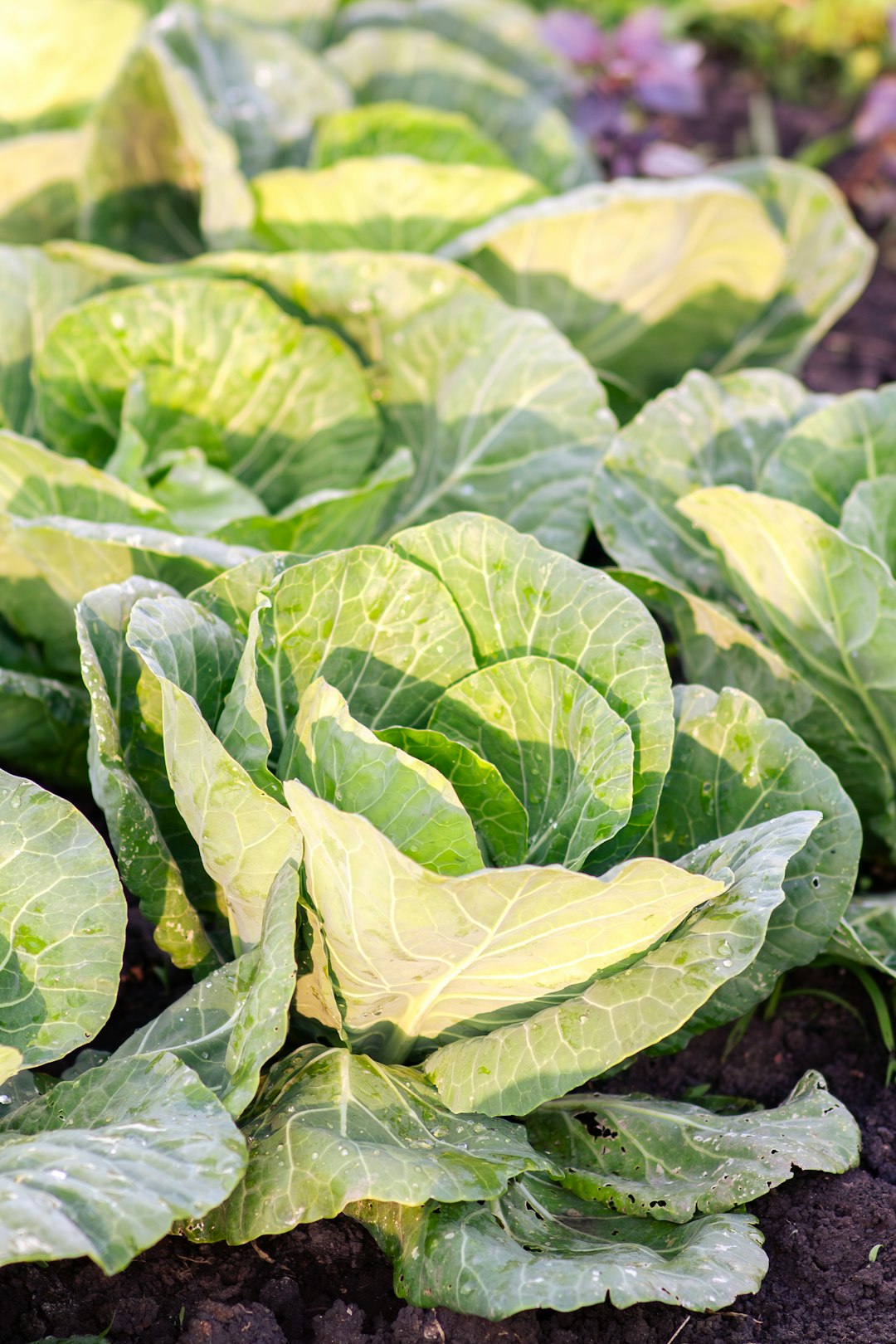 Winter Garden Care